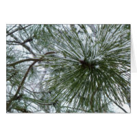 Aiguilles de pin neigeux Hiver Nature Photographie