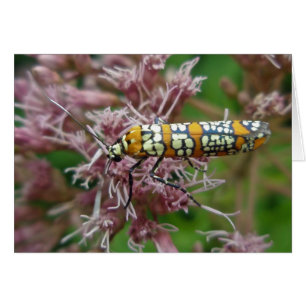 Ailanthus Webworm Moth (Atteva punctella) Items