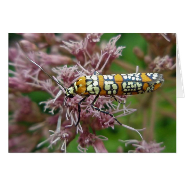 Ailanthus Webworm Moth (Atteva punctella) Items (Front Horizontal)