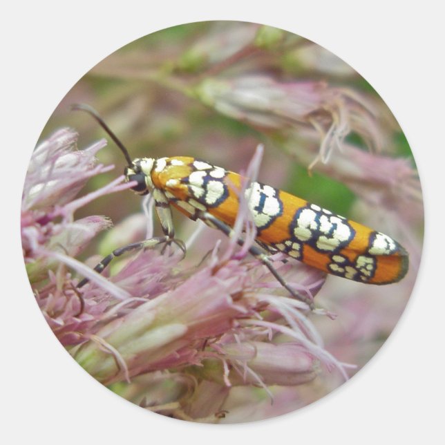 Ailanthus Webworm Moth (Atteva punctella) Items Classic Round Sticker (Front)