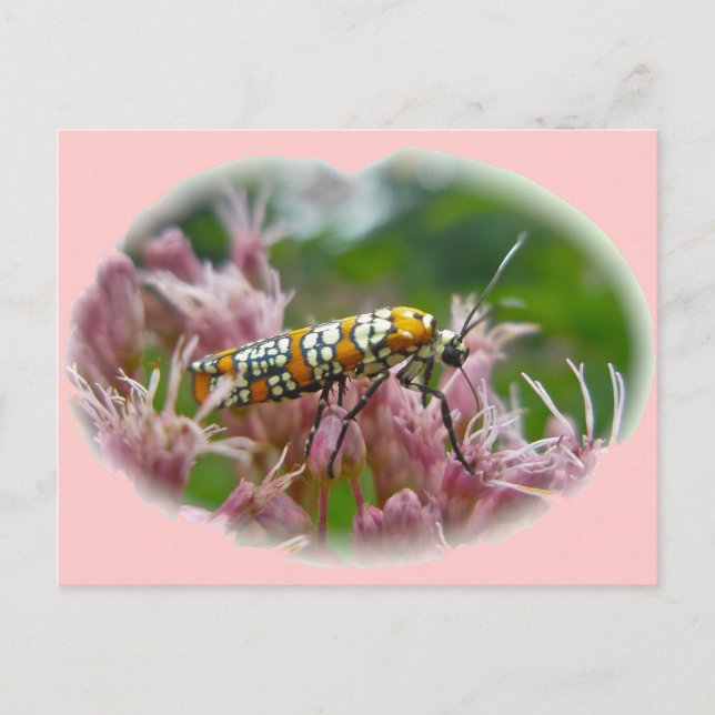 Ailanthus Webworm Moth (Atteva punctella) Items Postcard (Front)