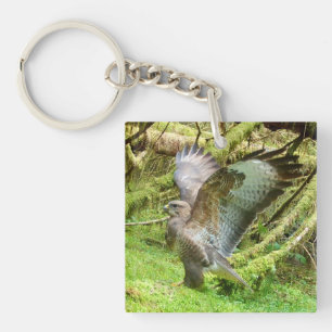 Aile de Buse Majestueuse Étendue Oiseau de la Forê
