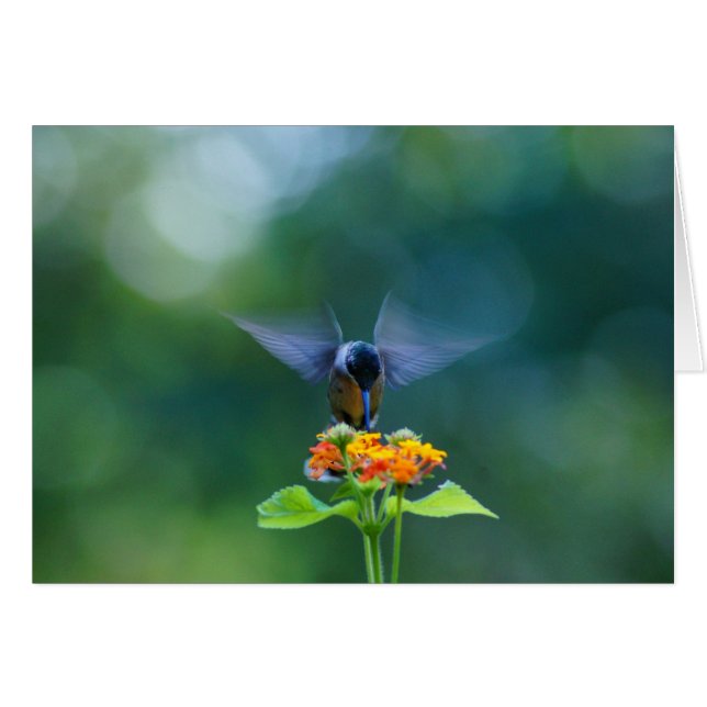 Ailes d'ange (Devant Horizontal)