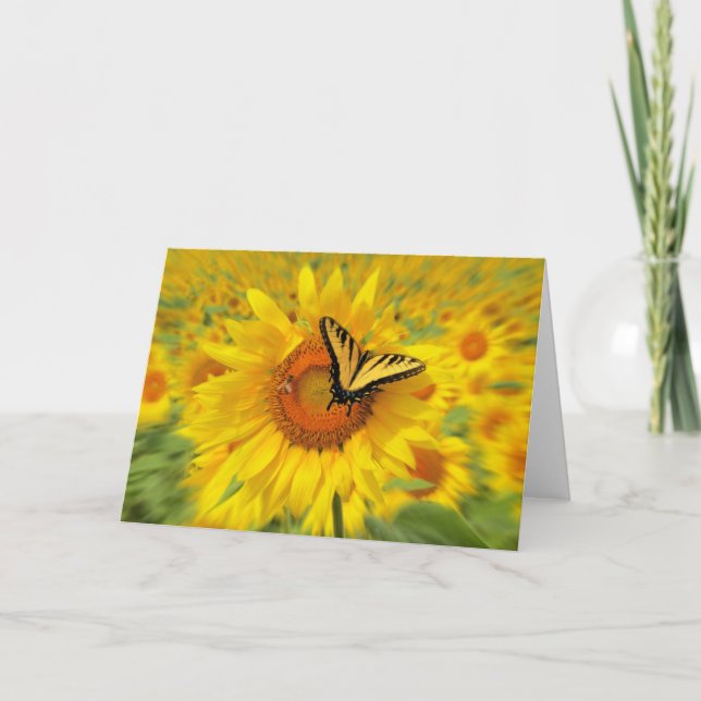 Ailes d'été, carte de voeux (Devant)