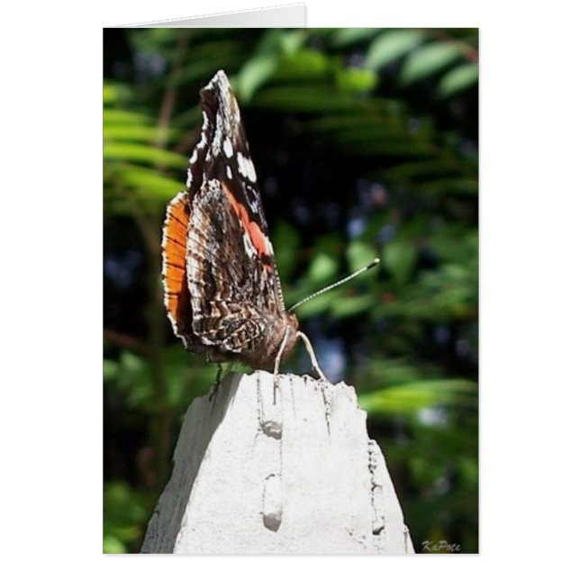 Ailes papillon (Devant)