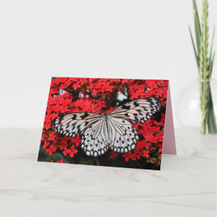 ailes papillon carte de voeux