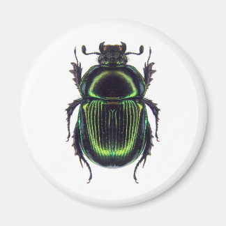 AIMANT オオセンチコガネ