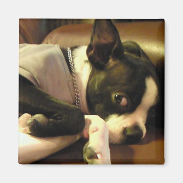 AIMANT ブチ　マグネット　角 (Devant)