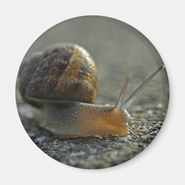 Aimant 1 escargot (Devant)