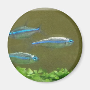 AIMANT 20160526_113326