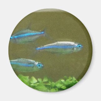 AIMANT 20160526_113326