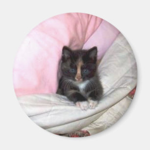 Aimant 29154_Muffin-the-Cat_620