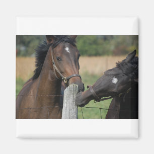 Aimant 2 Chevaux mâcher une clôture