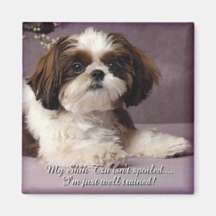 Aimant 2 de Shih-Tzu