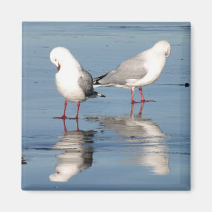 Aimant 2 mouettes sur une plage