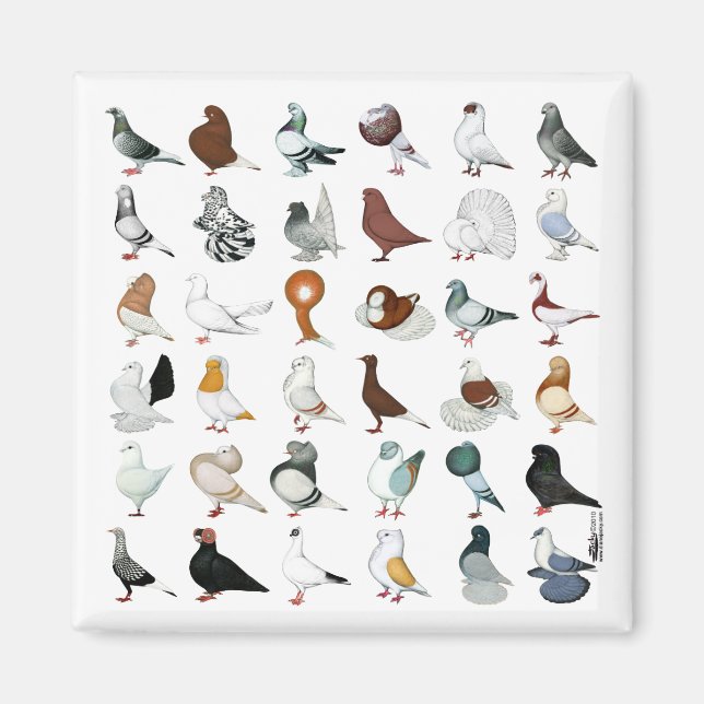 Aimant 36 races de pigeons (Devant)
