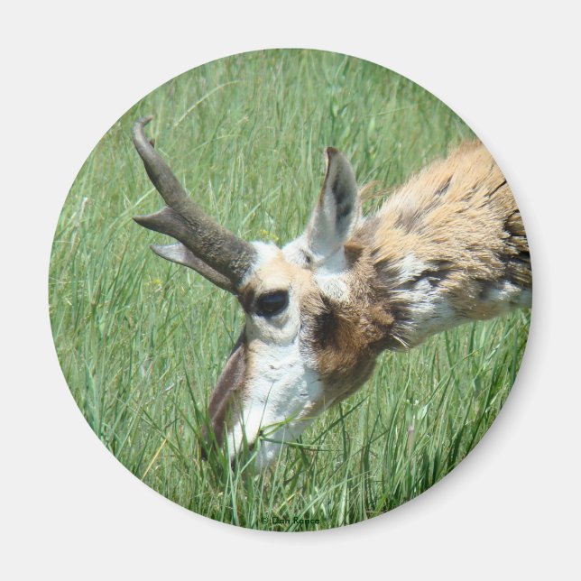 Aimant A11 Pâturage d'antilope Pronghorn (Devant)