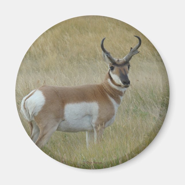 Aimant A1 Pronghorn Antelope (Devant)