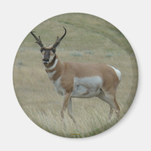 Aimant A33 Pronghorn Antilope Buck Cornes Torses
