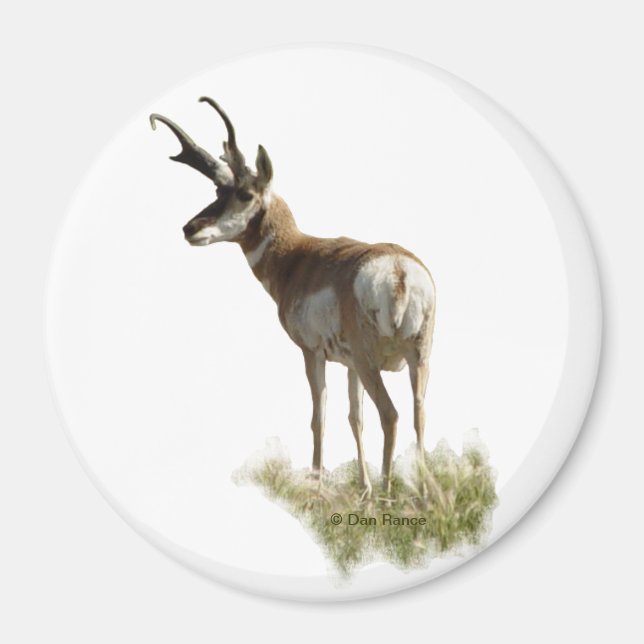 Aimant A43 Pronghorn Antelope Buck (Devant)