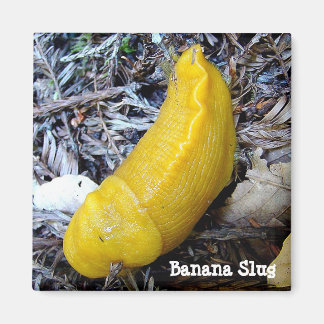 Aimant à bouchon de banane