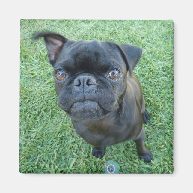 aimant à chiot carlin (Devant)