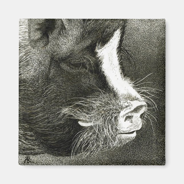 Aimant à cochon à ventre (Devant)