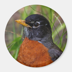 Aimant A Curious and Hopeful American Robin