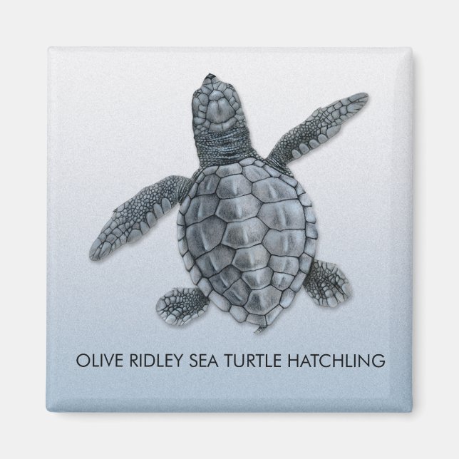 Aimant à éclos de la tortue de mer d'Olive Ridley (Devant)