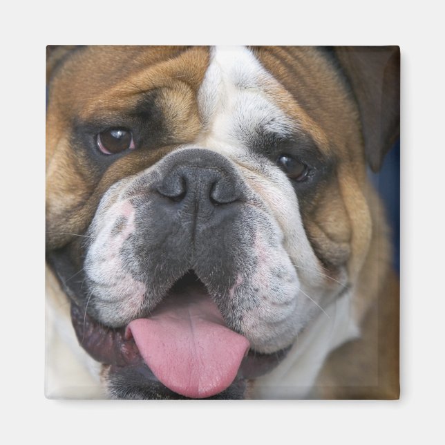 Aimant A English bulldog en Belgique. (Devant)
