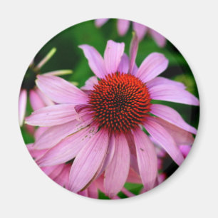 aimant à fleur d'échinacée rose