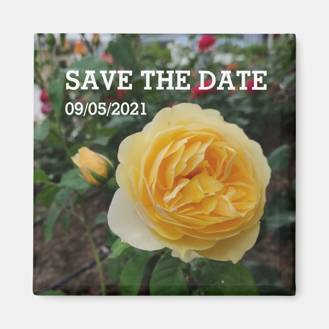 Aimant à fleurs de rose jaune (Devant)