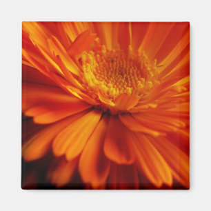 Aimant à fleurs orange