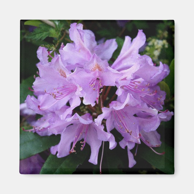 Aimant à fleurs violettes (Devant)