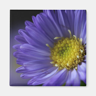 aimant à fleurs violettes