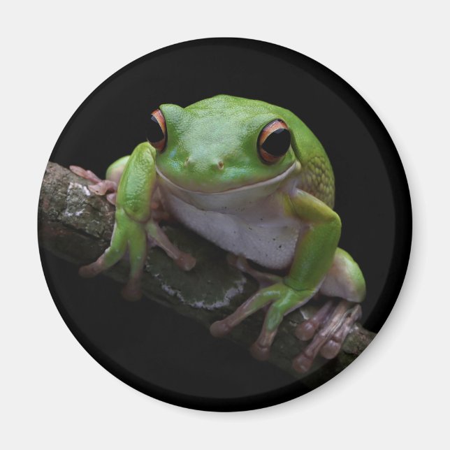 Aimant à la grenouille (Devant)