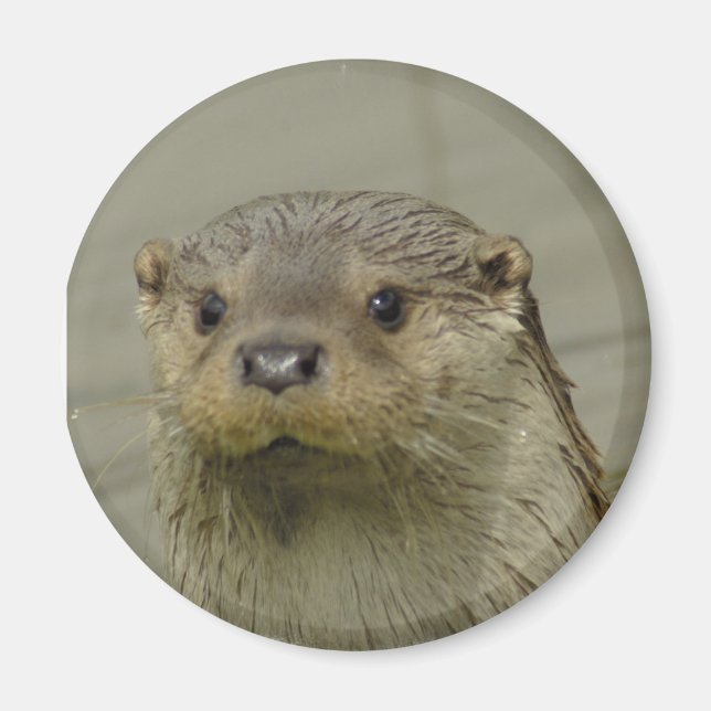 Aimant à Otter de la rivière Giant (Devant)