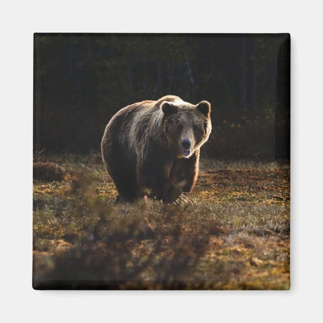 Aimant à ours (Devant)