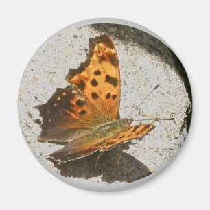 Aimant à papillon à aile