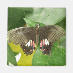 Aimant à papillon à épaisse écarlate