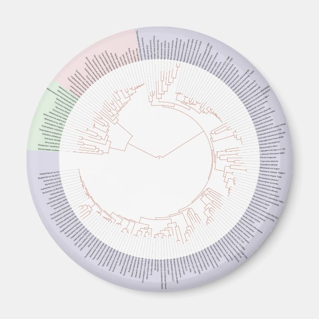 Aimant A phylogenetic tree of life Chart (Devant)