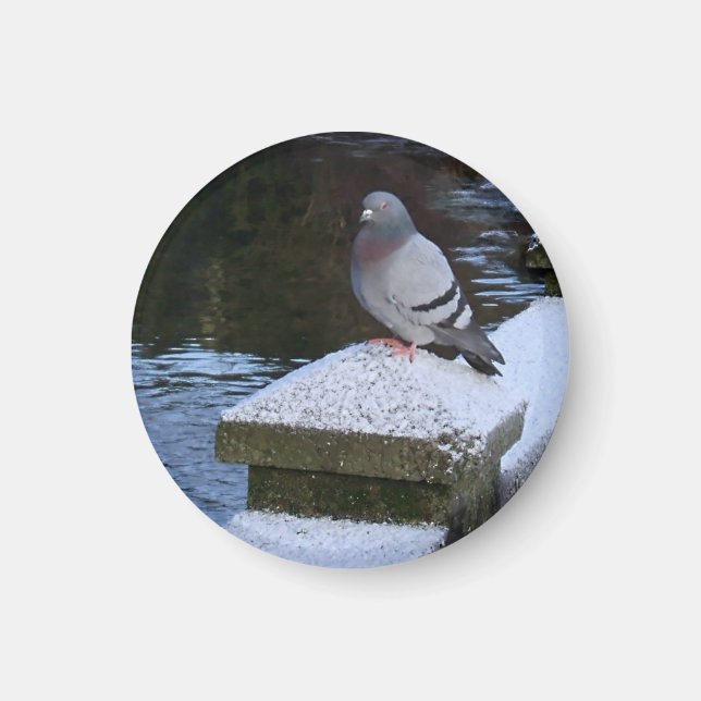 Aimant à pigeon neigeux (Devant)