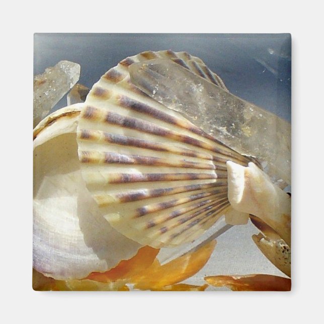 Aimant à soleil de coquillage (Devant)