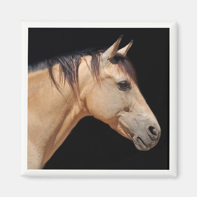 Aimant à tête de cheval (Devant)