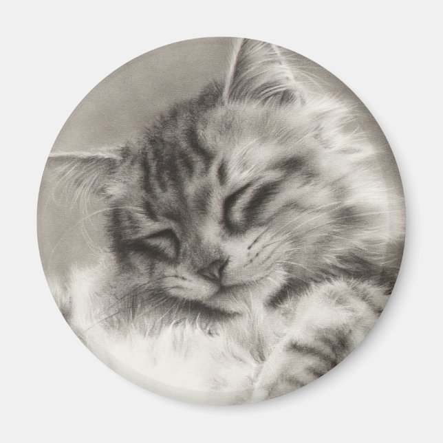 Aimant à tête dormante Maine Coon (Devant)