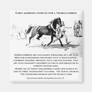 Aimant "A Thoroughbred in Training"