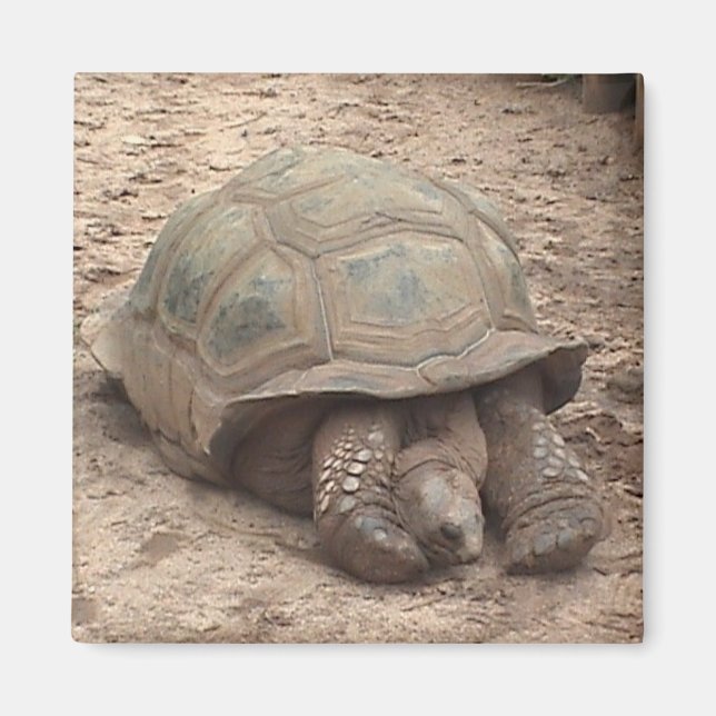 Aimant à tortue (Devant)