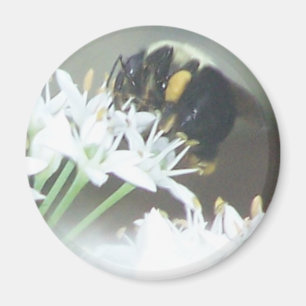 Aimant Abee
