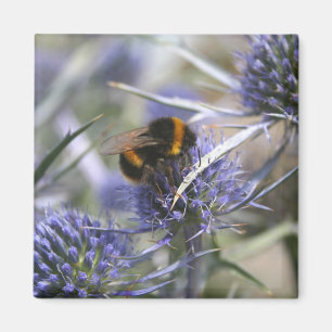 Aimant Abeille dans chardon