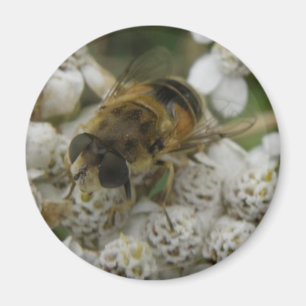 Aimant Abeille de miel et l'aimant des fleurs